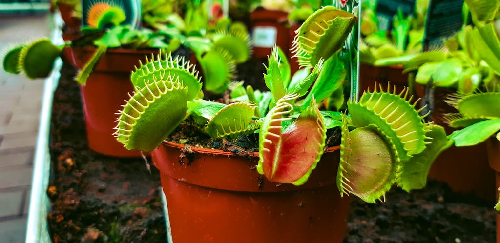 Venus Flytrap
