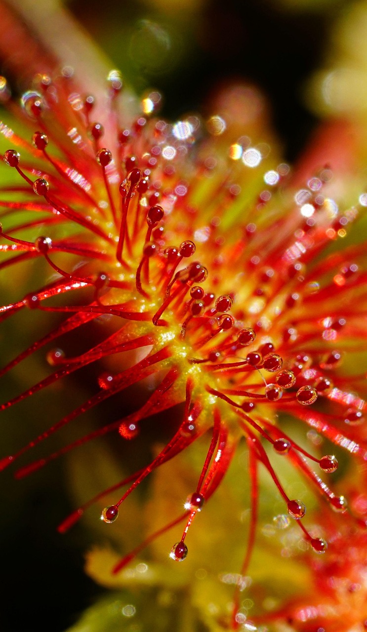 5 Coolest Plants on Earth