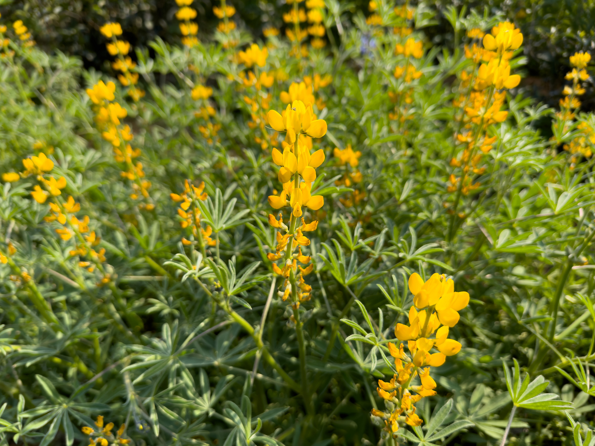 5 Vibrant Spring Plants You Should Consider Pruning in Winter.