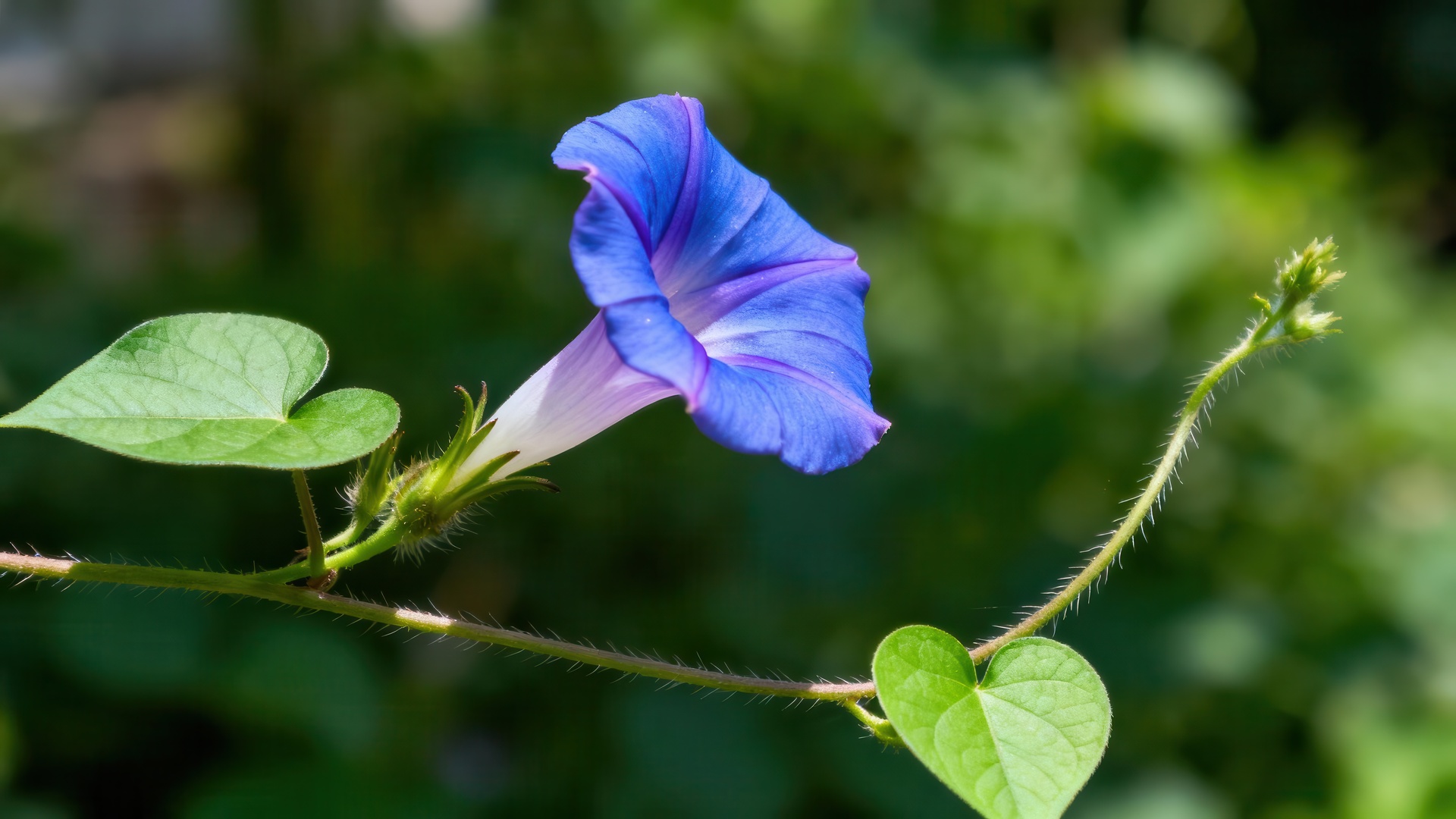 How to Grow Morning Glories from Seed: Guide to Creating a Vibrant Garden