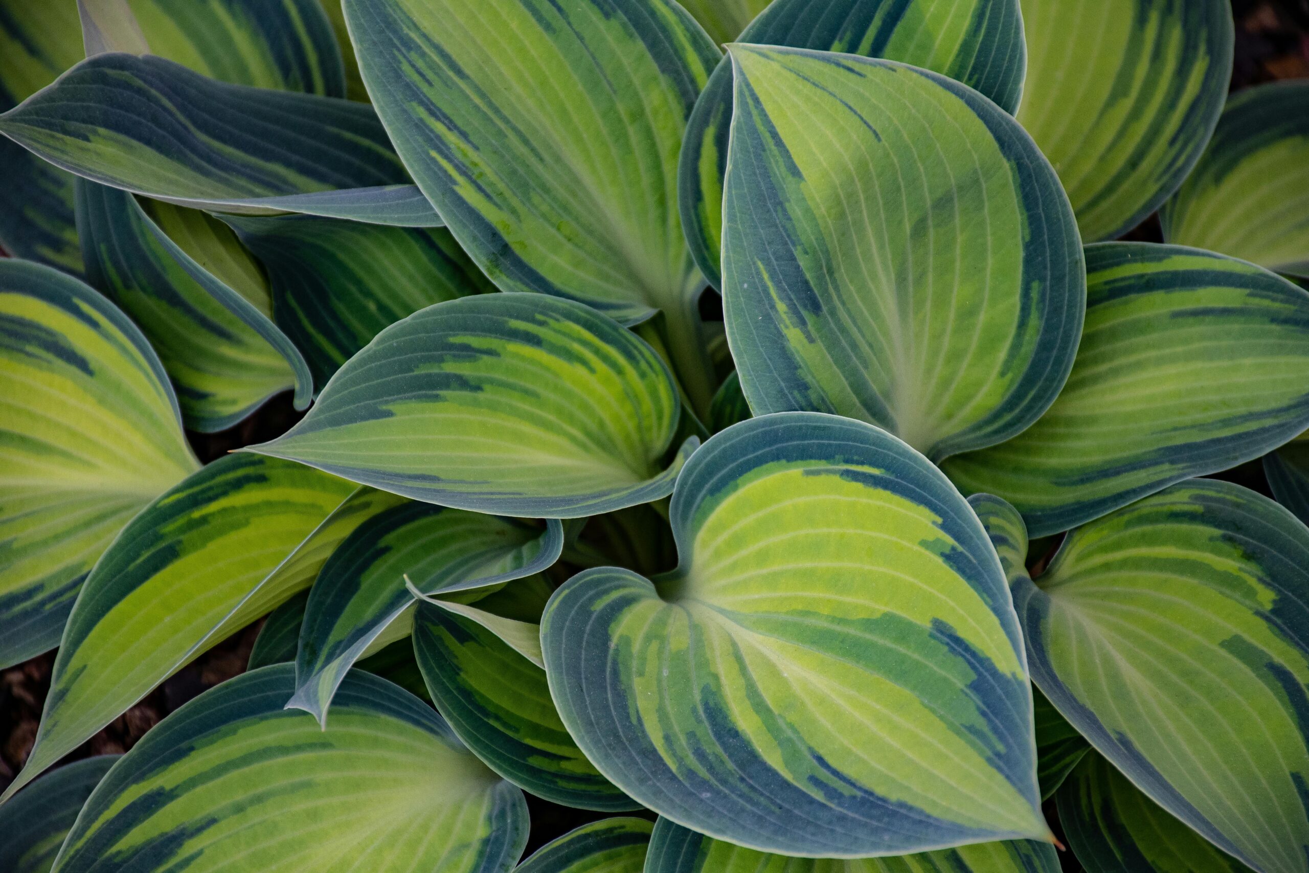 Hostas