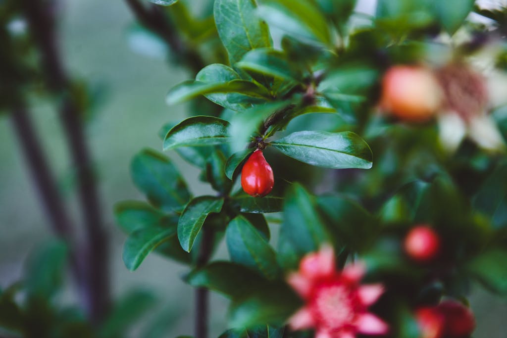 Vivid macro shot of miracle berry (Synsepalum dulcificum) with lush green leaves.