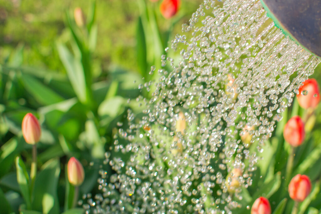 watering the garden watering can summer day gardening