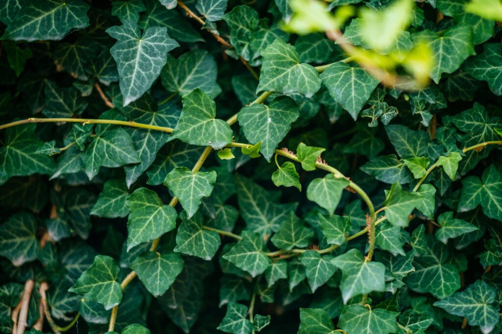 Green leaves in sunlight. Textured background of a tree.