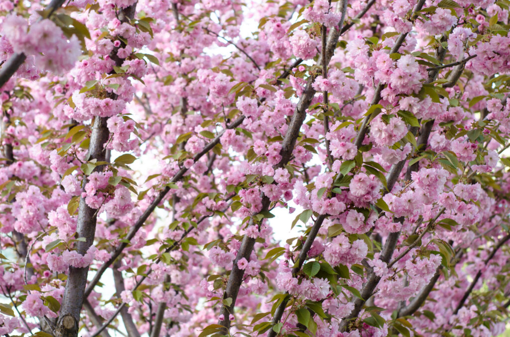 Gentle sakura blooms in the spring.