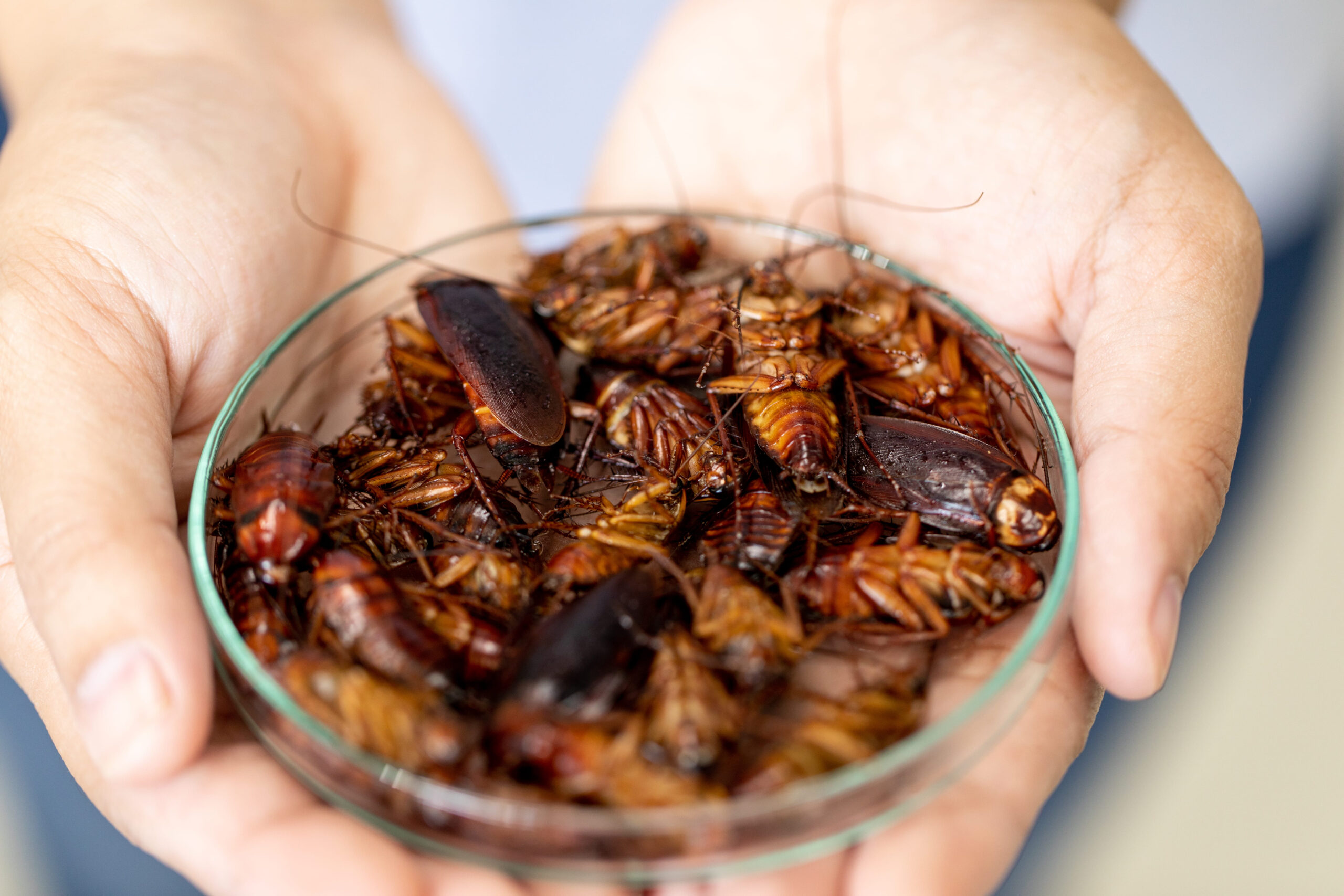 10 Shocking Animals People Still Eat Alive Around the World