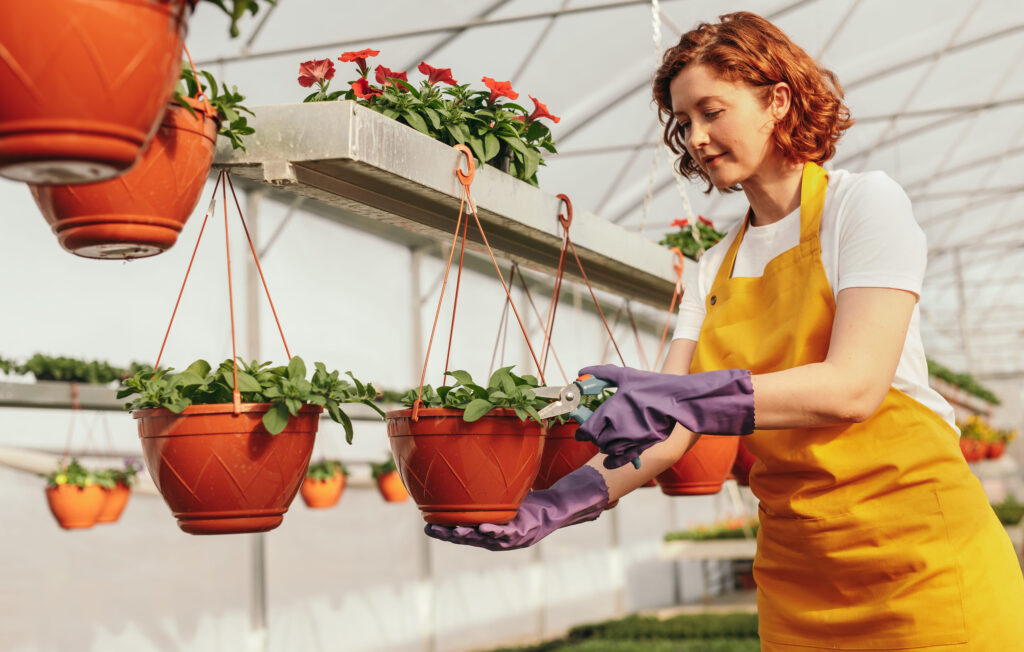 Female gardener pruning potted plants in glasshouse