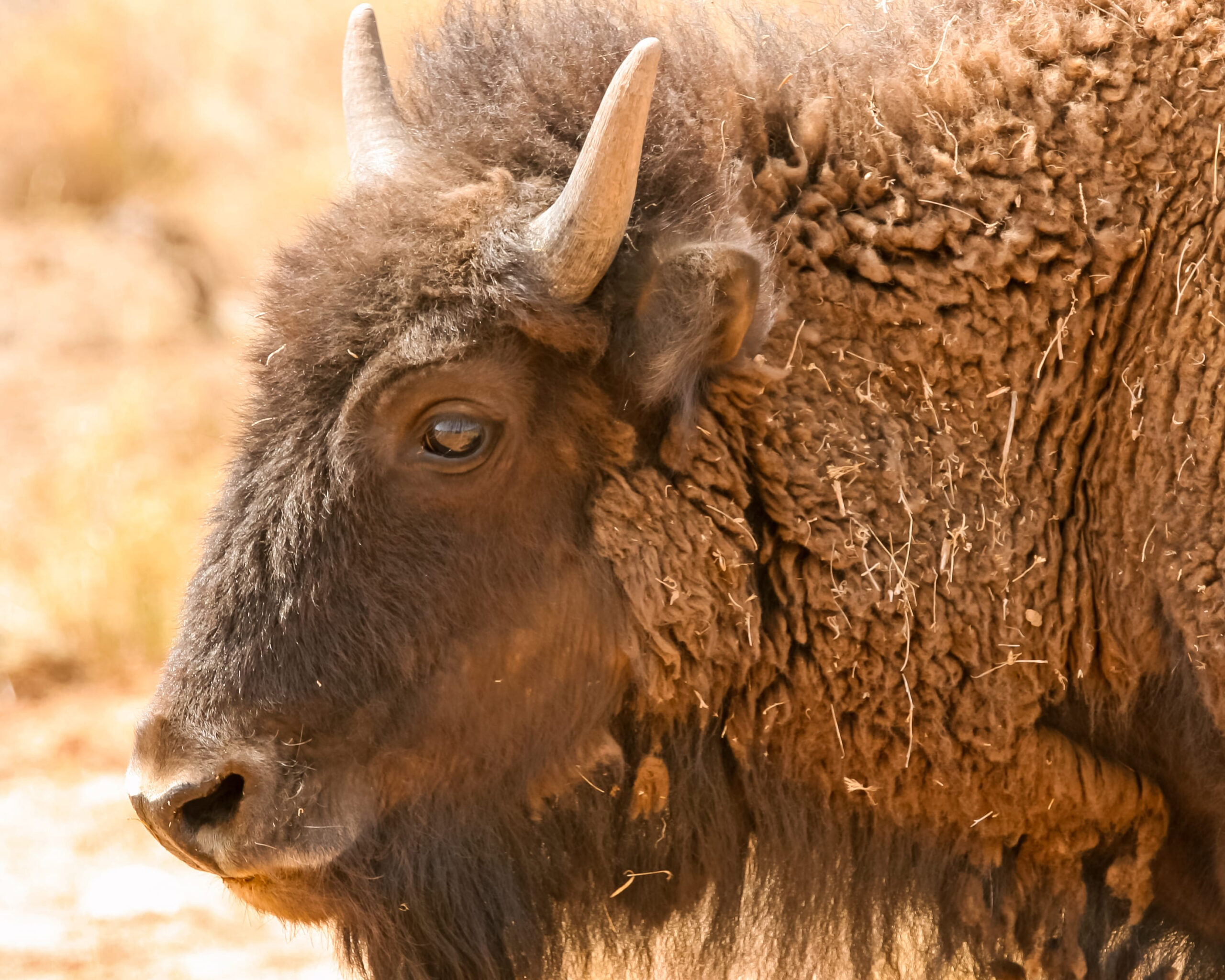 Top 10 Herbivores You Should Definitely Avoid
