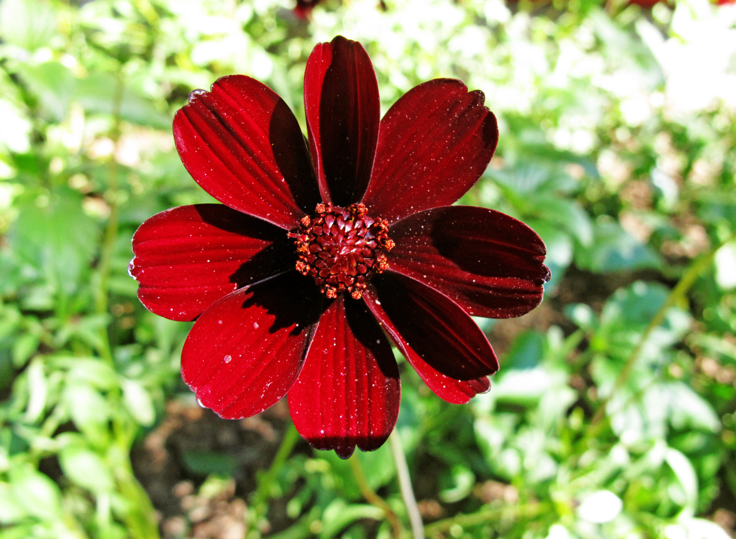 Top 10 Incredibly Rare Flowers