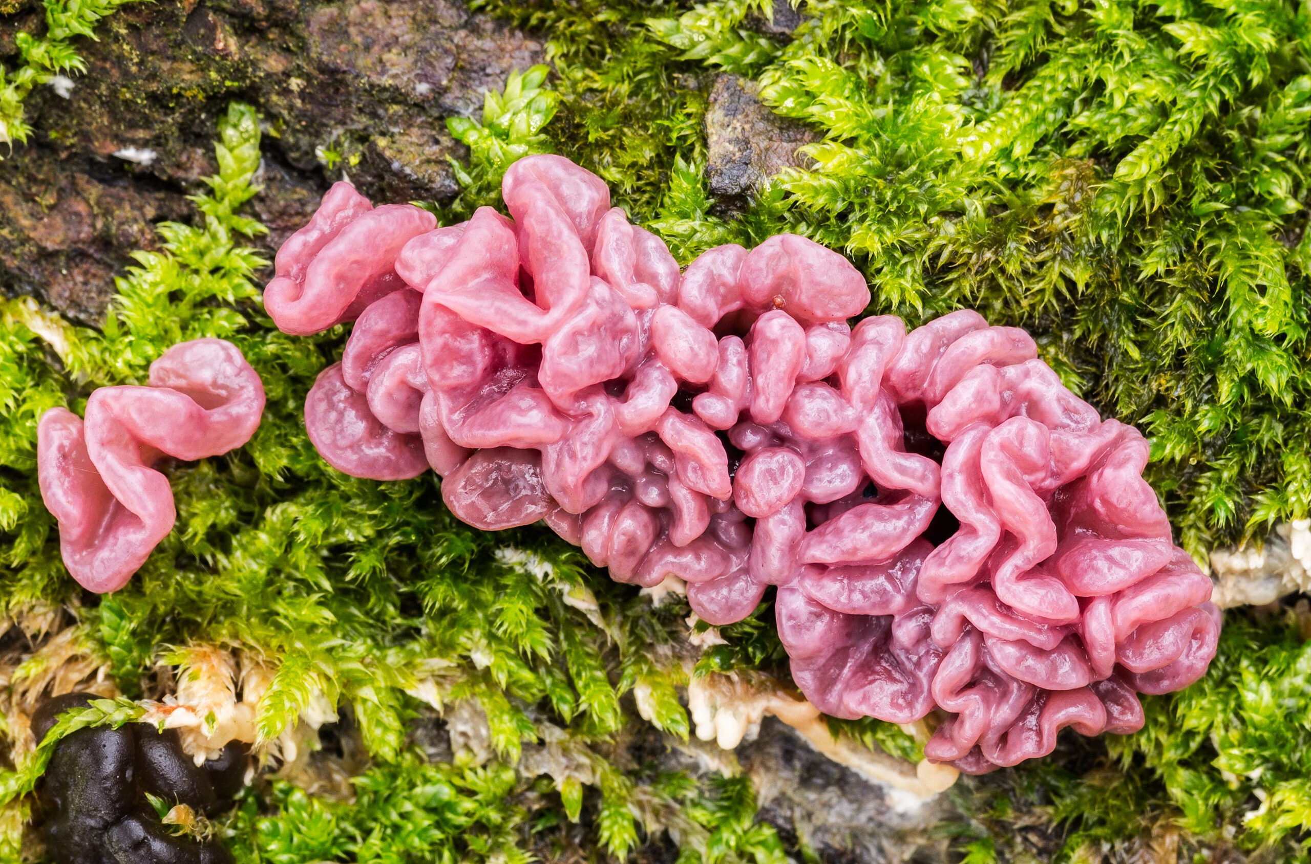 10 Creepy Plants and Fungi That Look Disturbingly Human