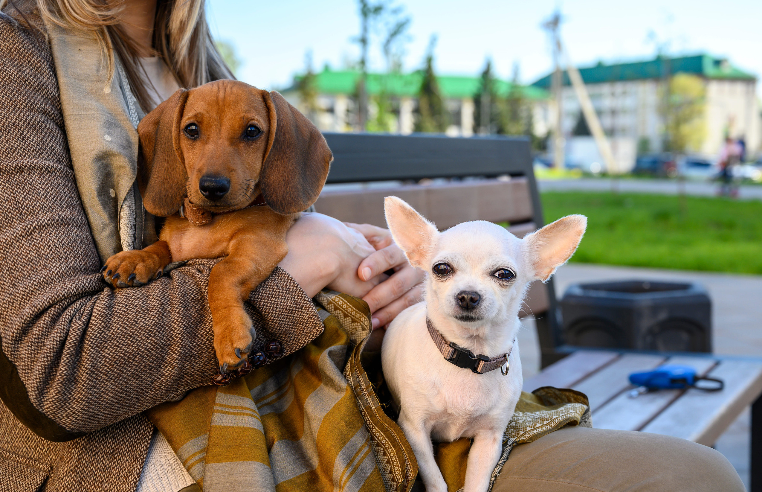 Dachshund and chihuahua sitting in the arms of a woman while walking. Summer evening.
