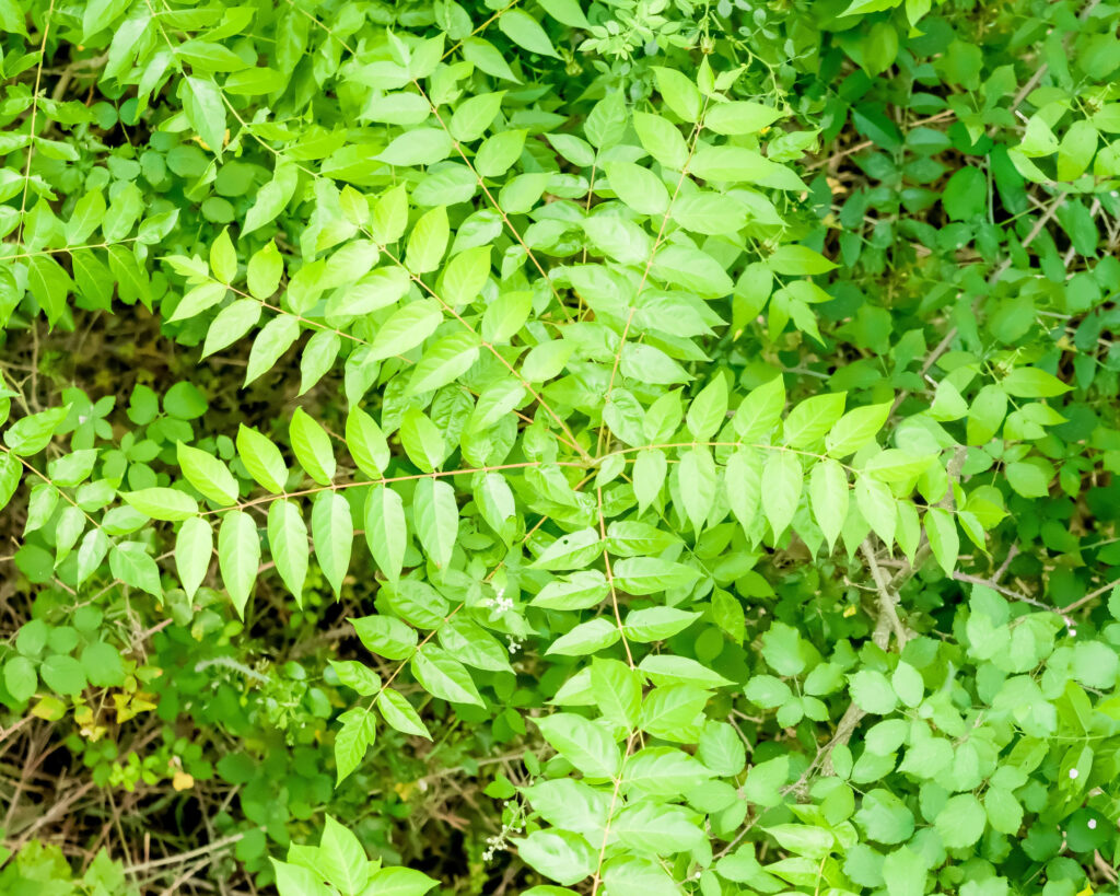 Plant with green leaves in the form of star