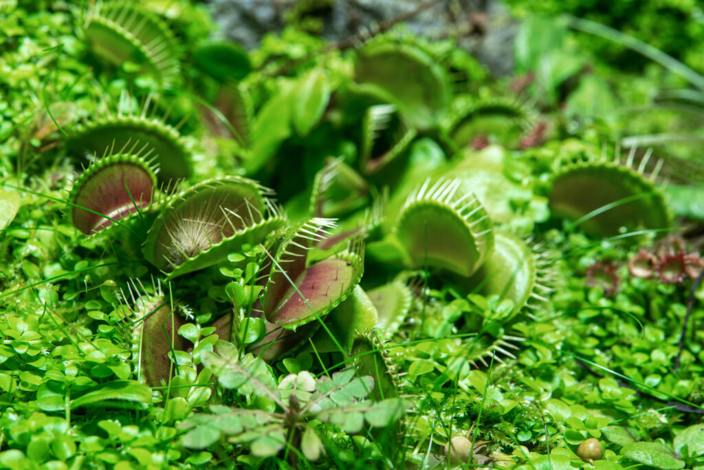 The Venus flytrap flower (Dionaea muscipula) is a carnivorous insectivorous plant. Close-up, selective focus