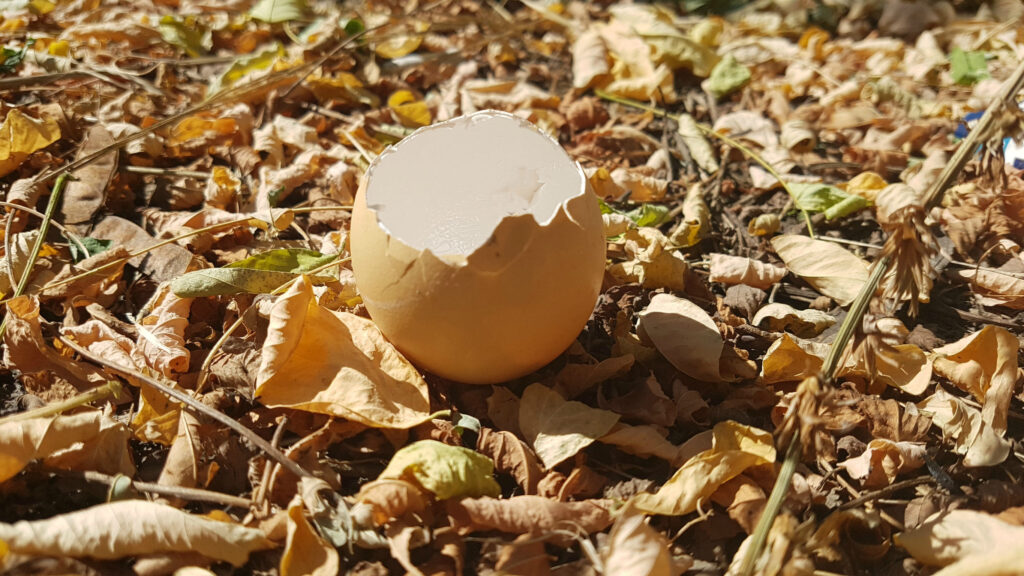 Eggshell on autumn foliage. Autumn picture