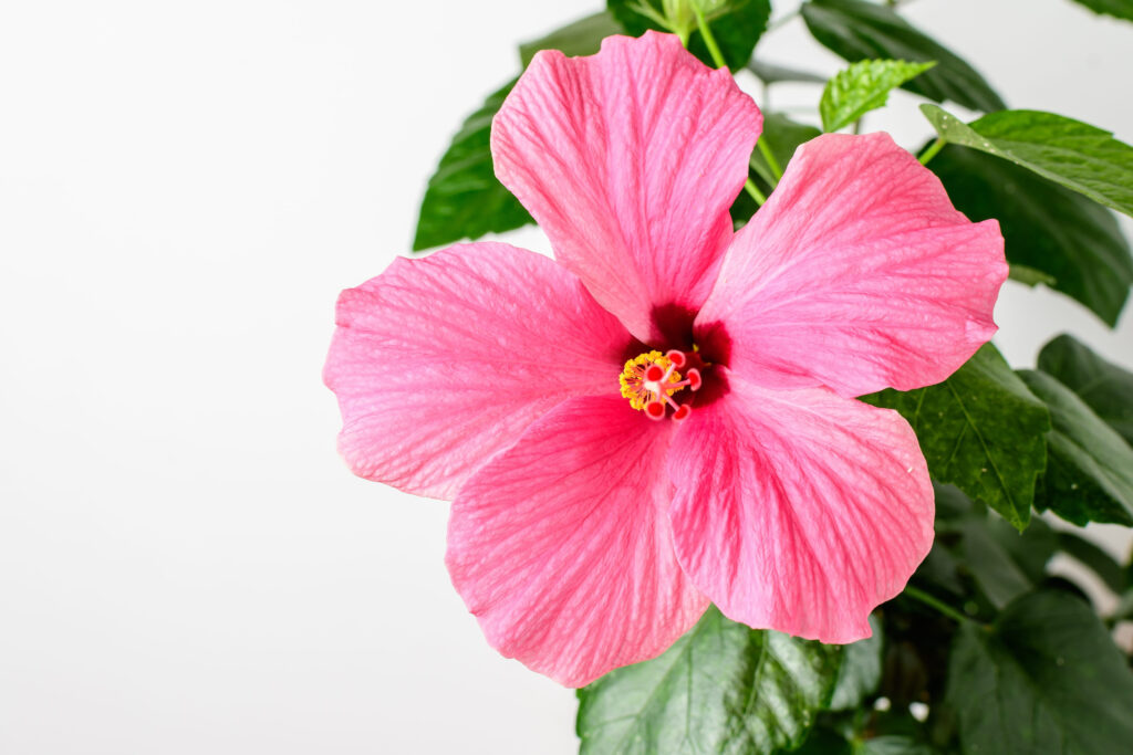 One large and delicate vivid pink hibiscus flower in an garden pot near a light grey wall, indoor floral background photographed with selective focus