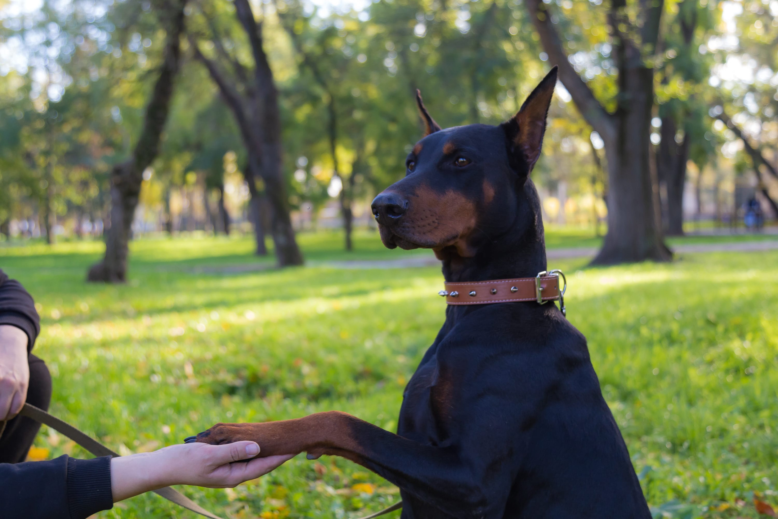10 Essential Dog Training Tips Every New Pet Owner Needs