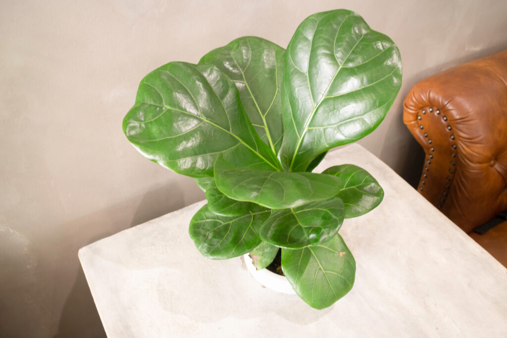 Comfortable co-working space interior with green plant, stock photo