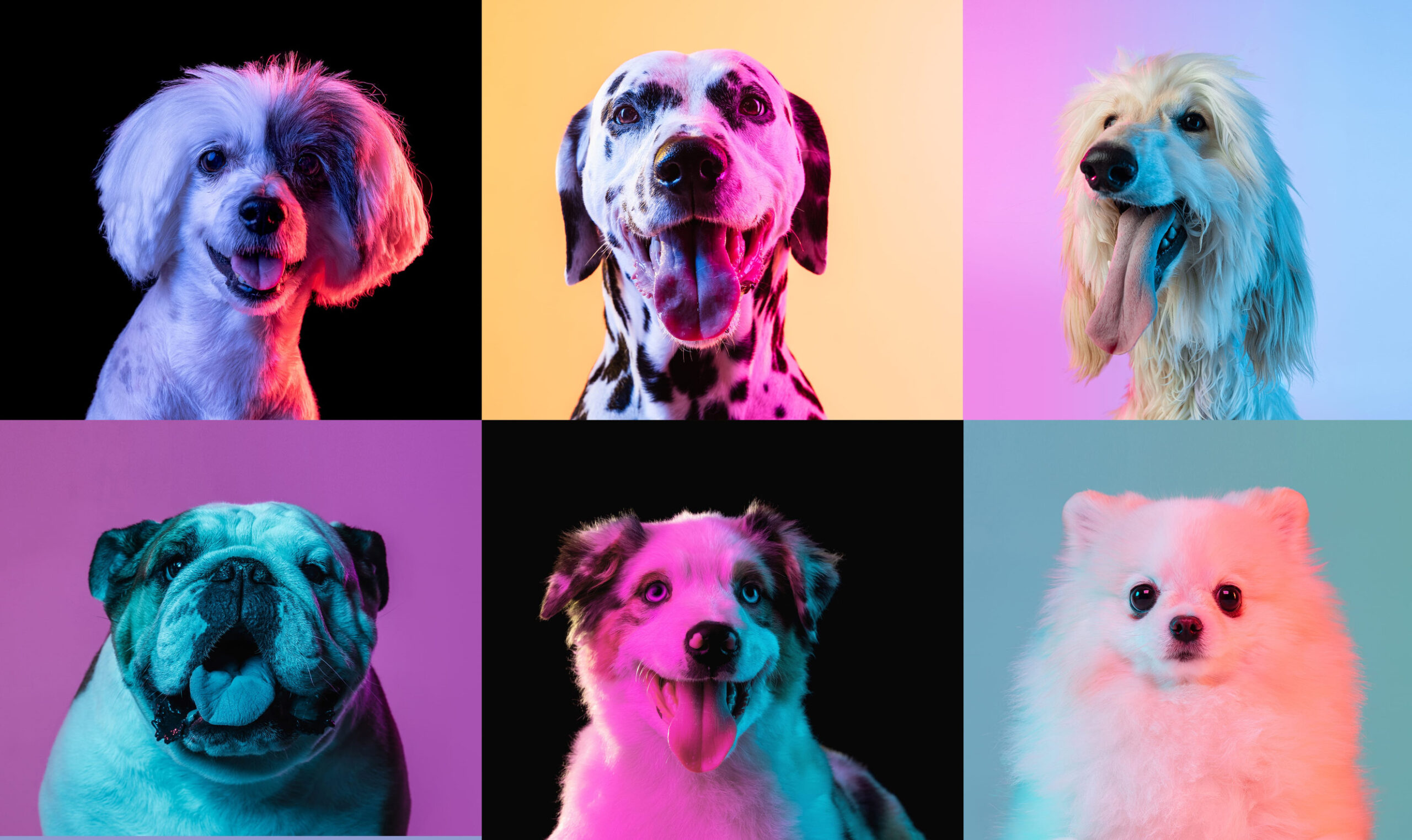 12 Deceptively Dangerous Dog Breeds You Shouldn’t Underestimate