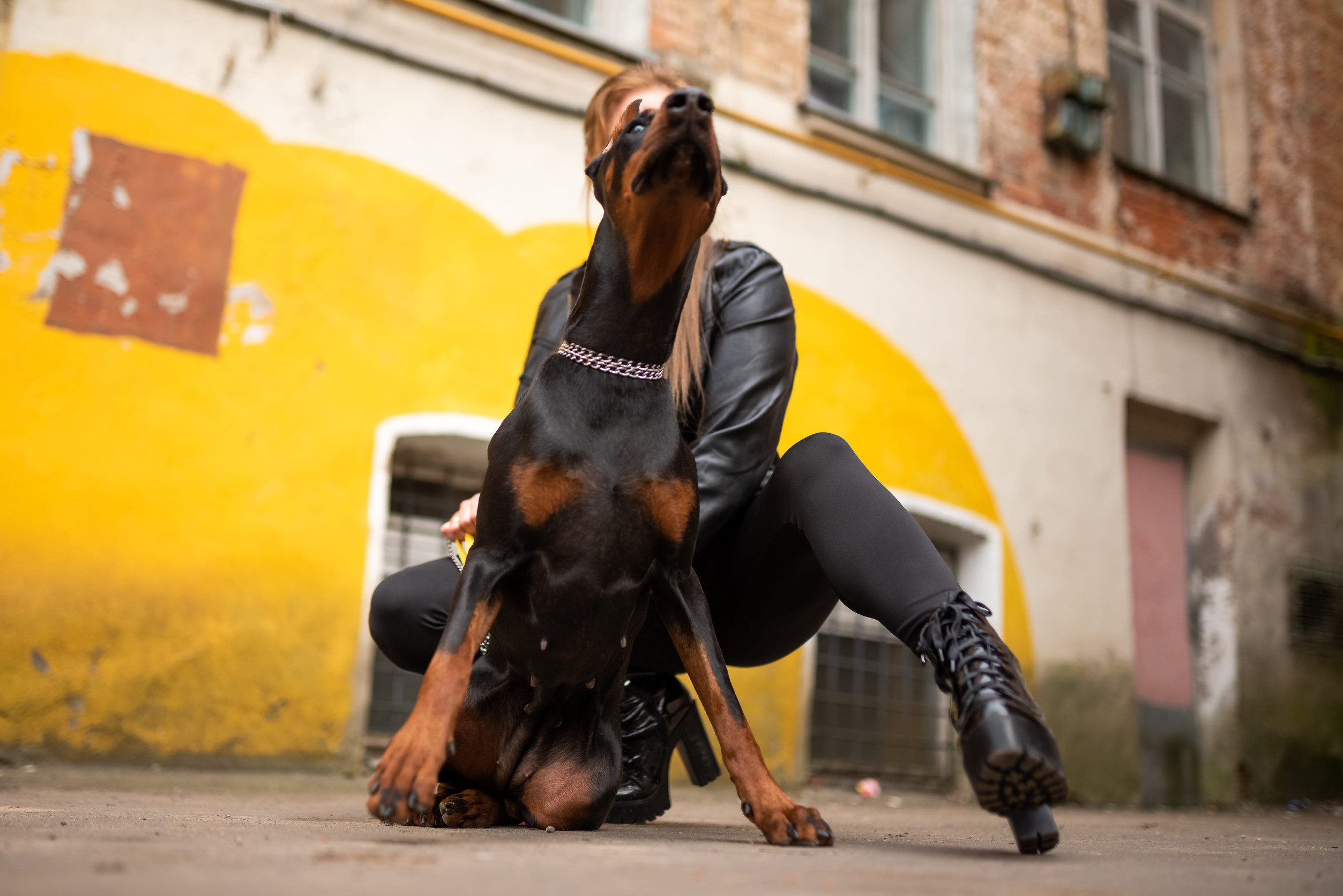 Don’t Adopt a Doberman Pinscher Without Reading This Article, Except…
