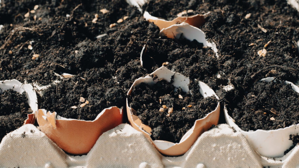 Tomato seeds in eggshell  organic farming
