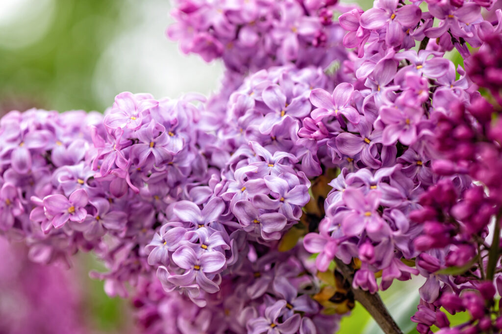 branch with lilac spring flowers, bright blooms of spring lilacs bush, soft focus, close-up