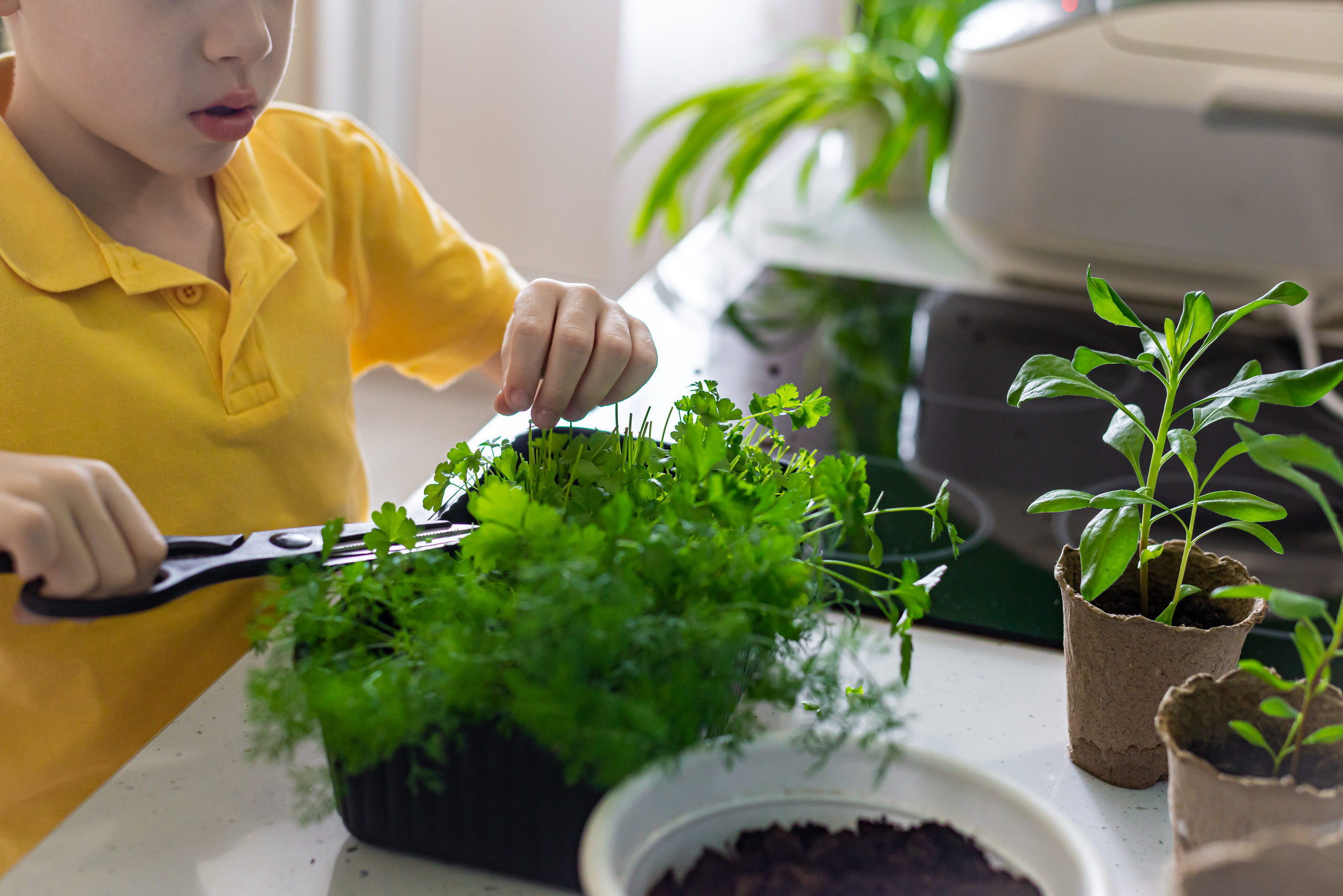 home gardening. Watering and transplanting plants in eco-pots. Gardener child hobby caring for flowers, in the kitchen.