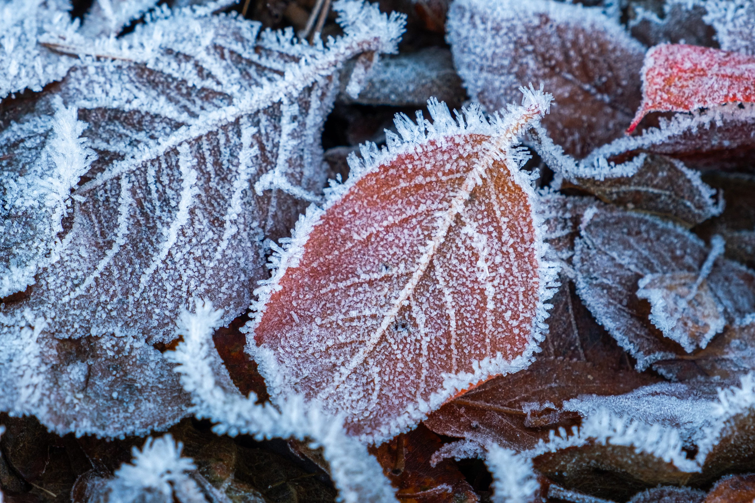 Frosty leaves with shiny ice frost in snowy forest park. Fallen leaves covered hoarfrost and in snow. Tranquil peacful winter nature. Extreme north low temperature, cool winter weather outdoor
