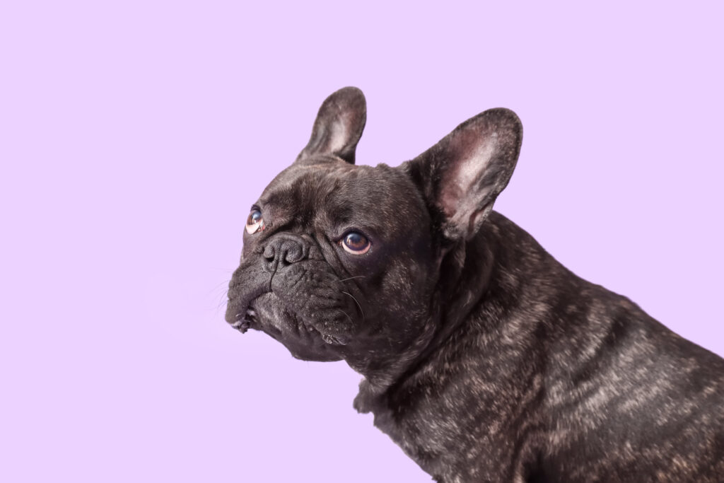 Cute French bulldog on lilac background