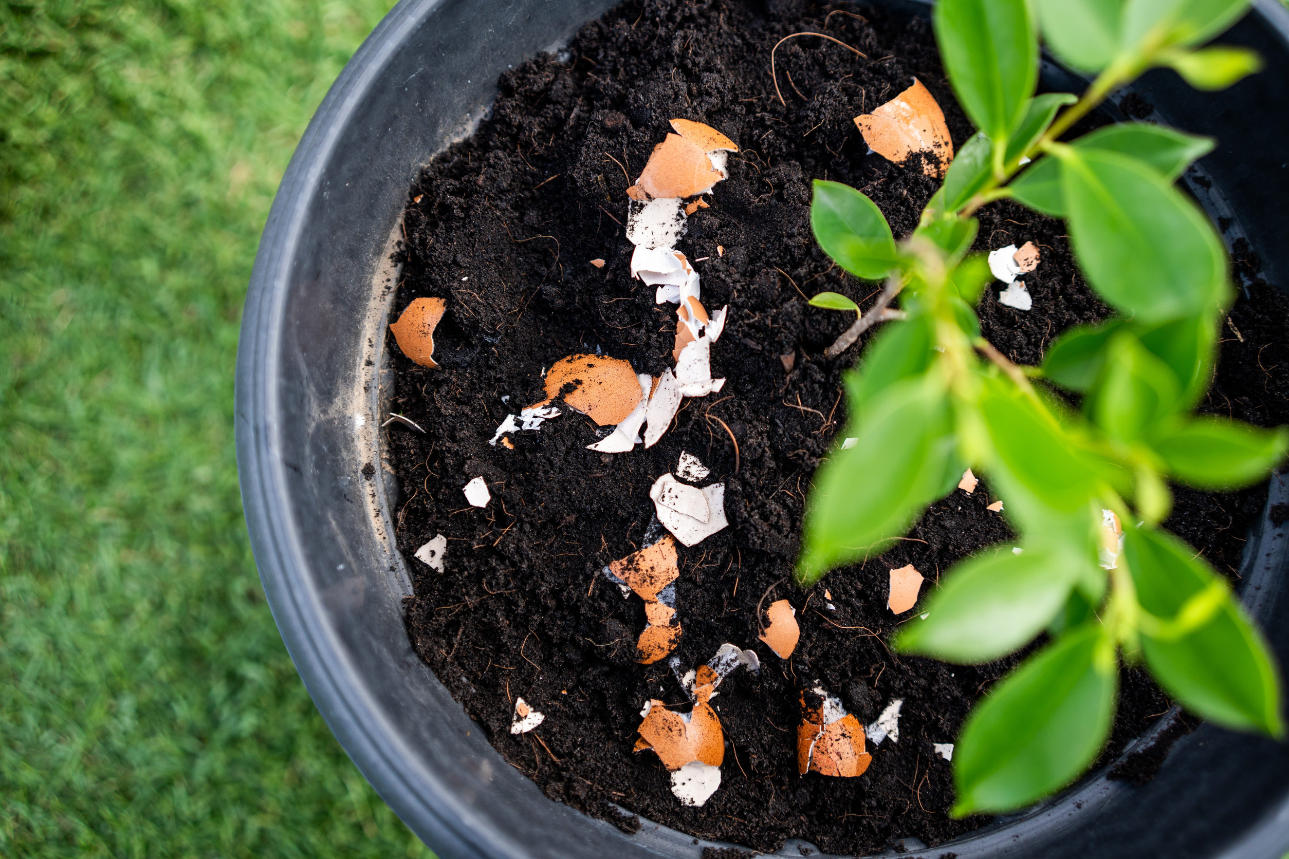 Close up hands The young man throws leftover fruit peel egg shell and vegetables reduce waste. Ecology compost supply Kitchen waste recycling composter environmentally friendly.