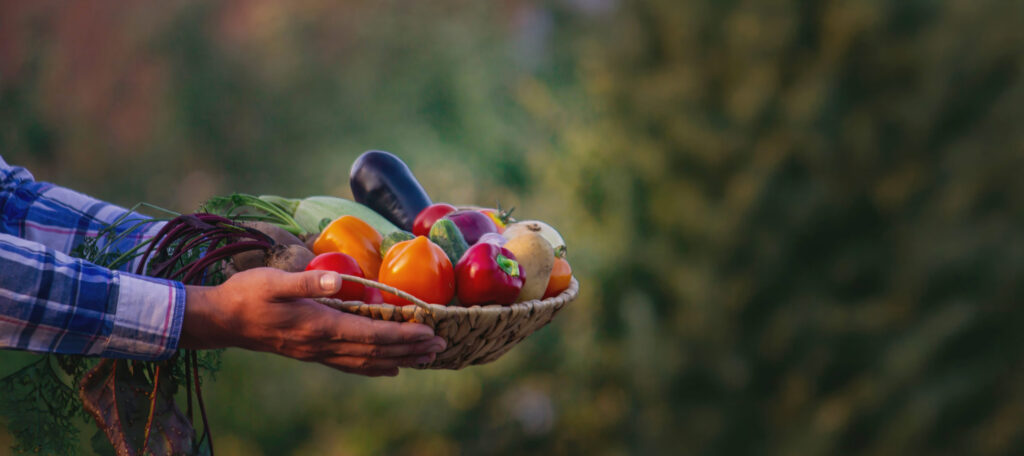 Hands holding a basket of fresh vegetables in the garden