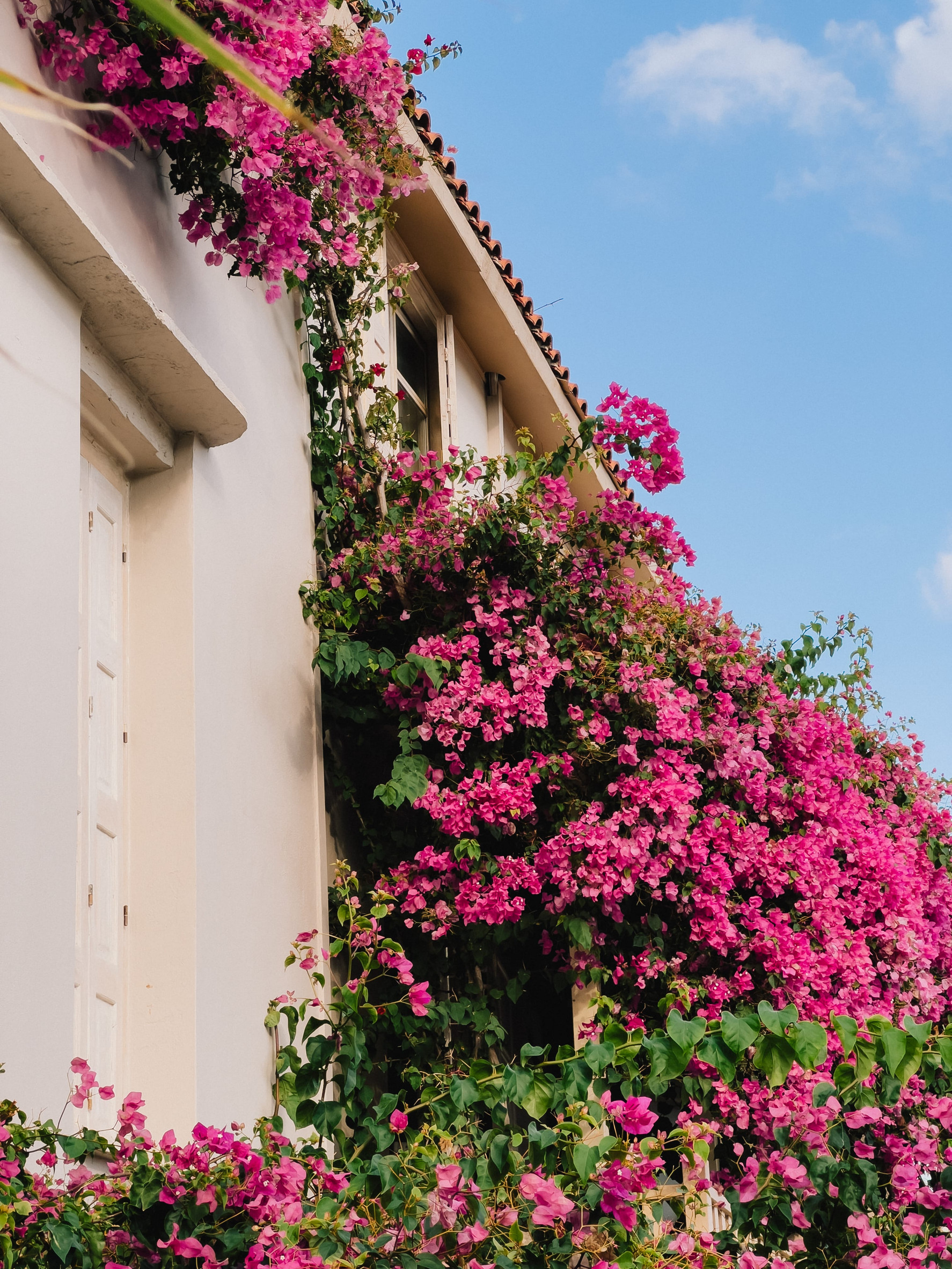 6 Fast‑Growing, Beginner‑Friendly Climbing Plants