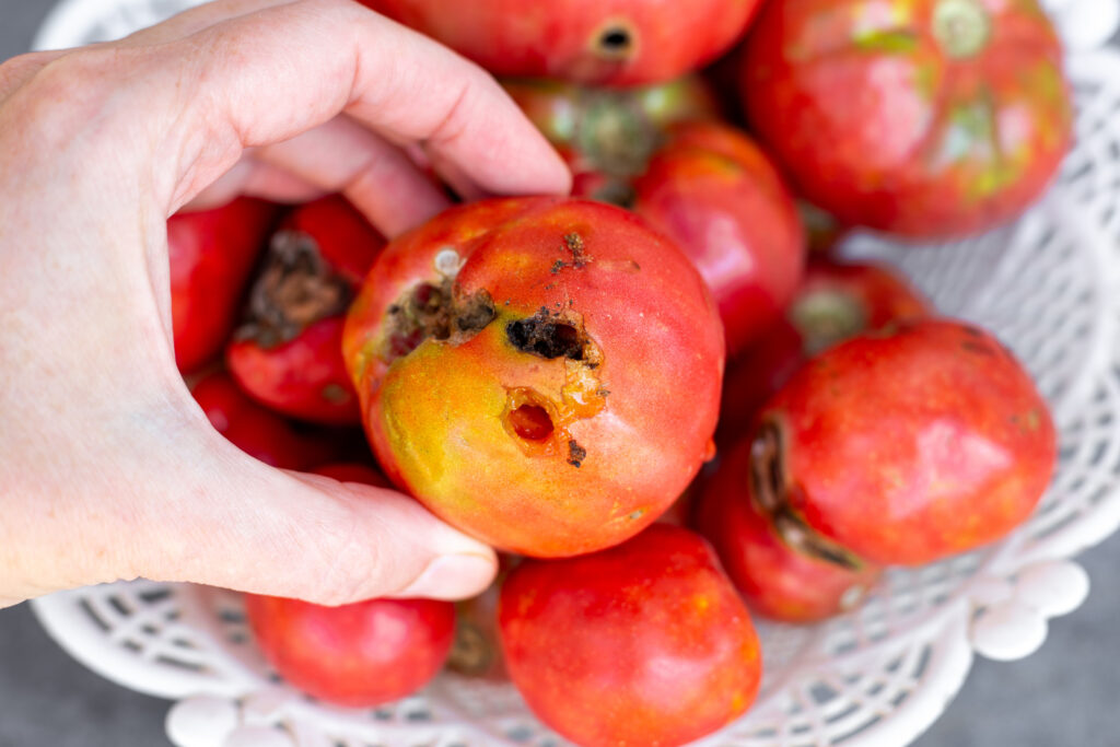 Hand holding a tomato affected by disease, the result of infestation by caterpillars. Crop failure.