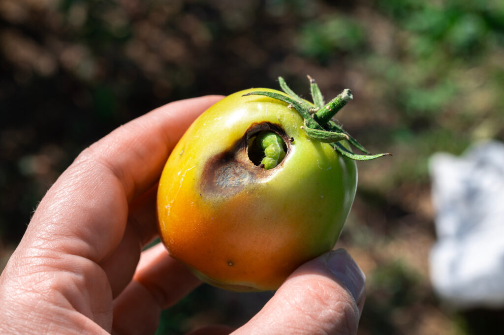 Garden pests destroy crops. Tomato pest.