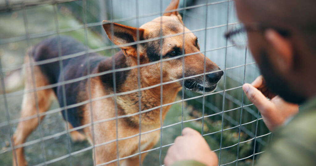 Love, man and choice with dog at shelter for adoption service, homeless animal and rescue centre. Happy, person and puppy by fence for bonding, foster care and pet welfare or charity ngo support