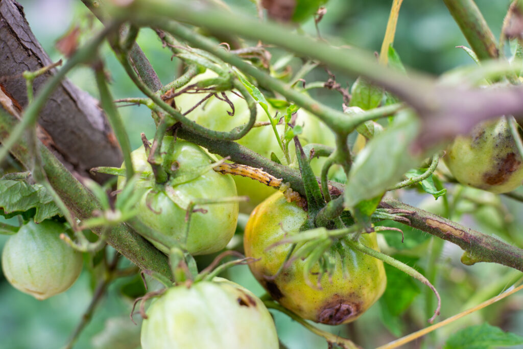 A caterpillar has gnawed through the flesh of a tomato growing on a branch and is crawling into the hole. Crop pests in the garden.