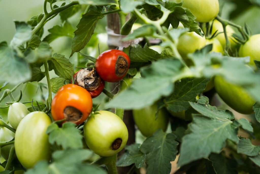 tomato disease, gardening problems, red ripe rotten tomatoes in hands, vegetables with phytophthora, crop loss.