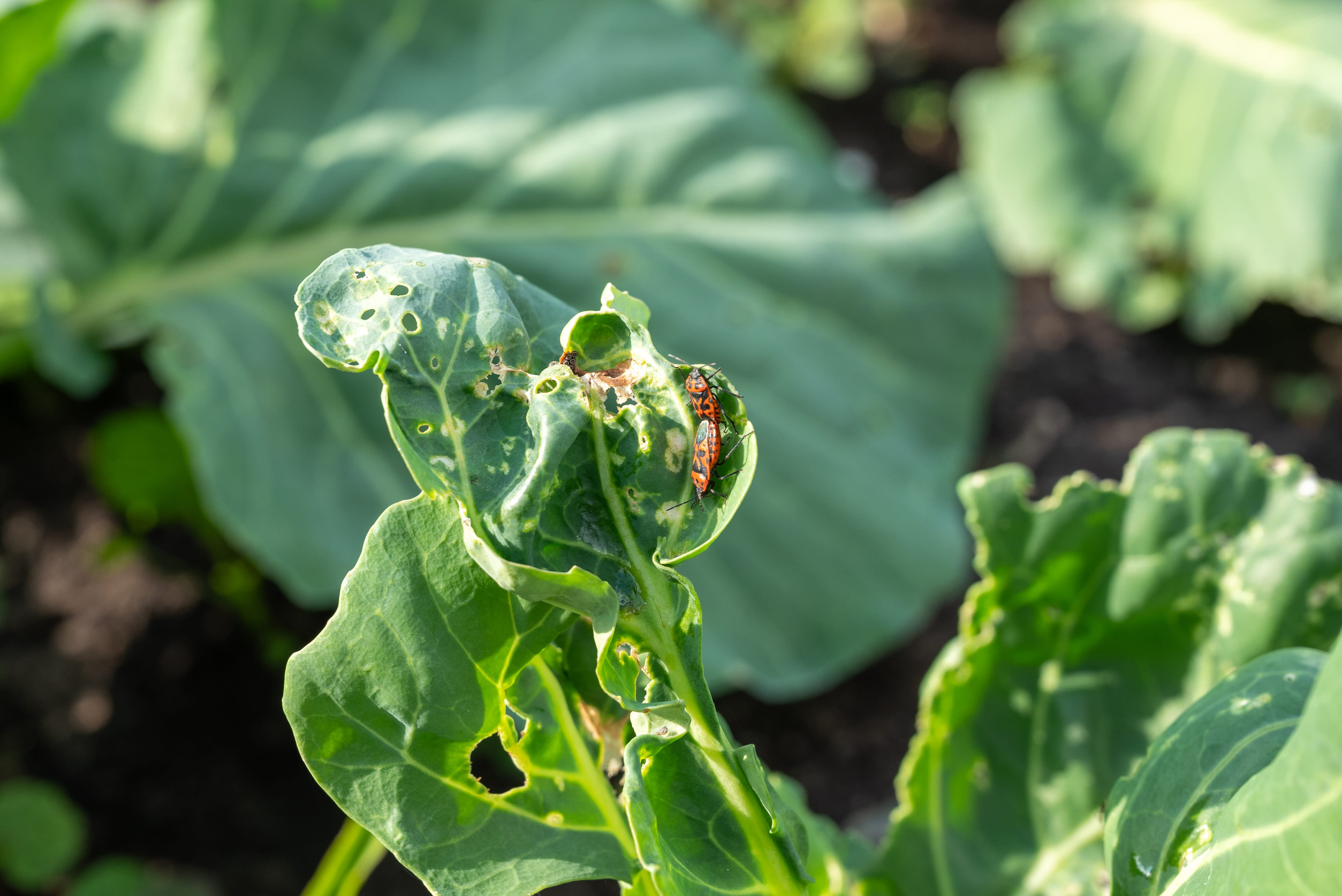Garden pests infesting and damaging cauliflower leaves indicating common plant diseases. Plant diseases