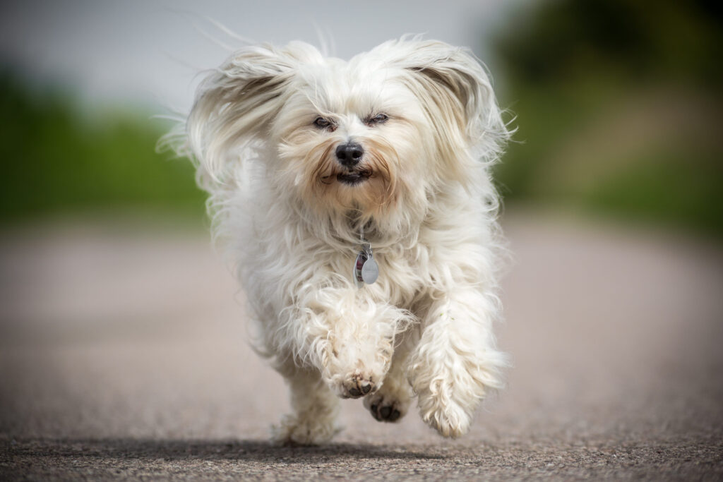 Small white Havanese runs quickly toward the photographer and can look directly into the camera