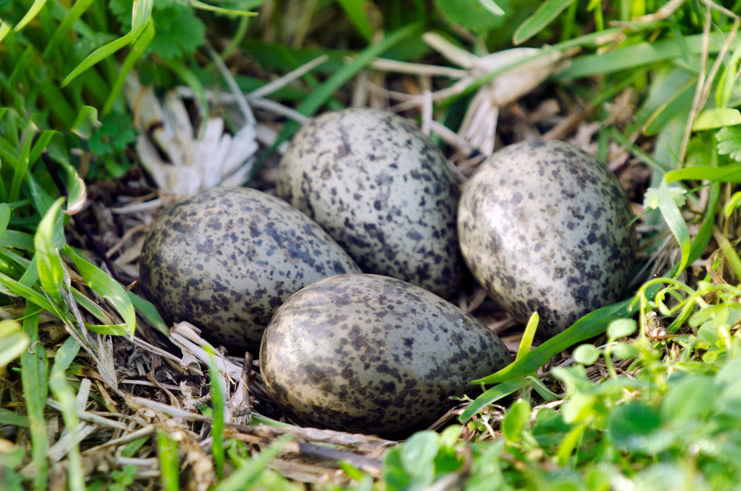 10 Bizarrely Edible Eggs That Turn an Ordinary Meal into a Culinary Dare