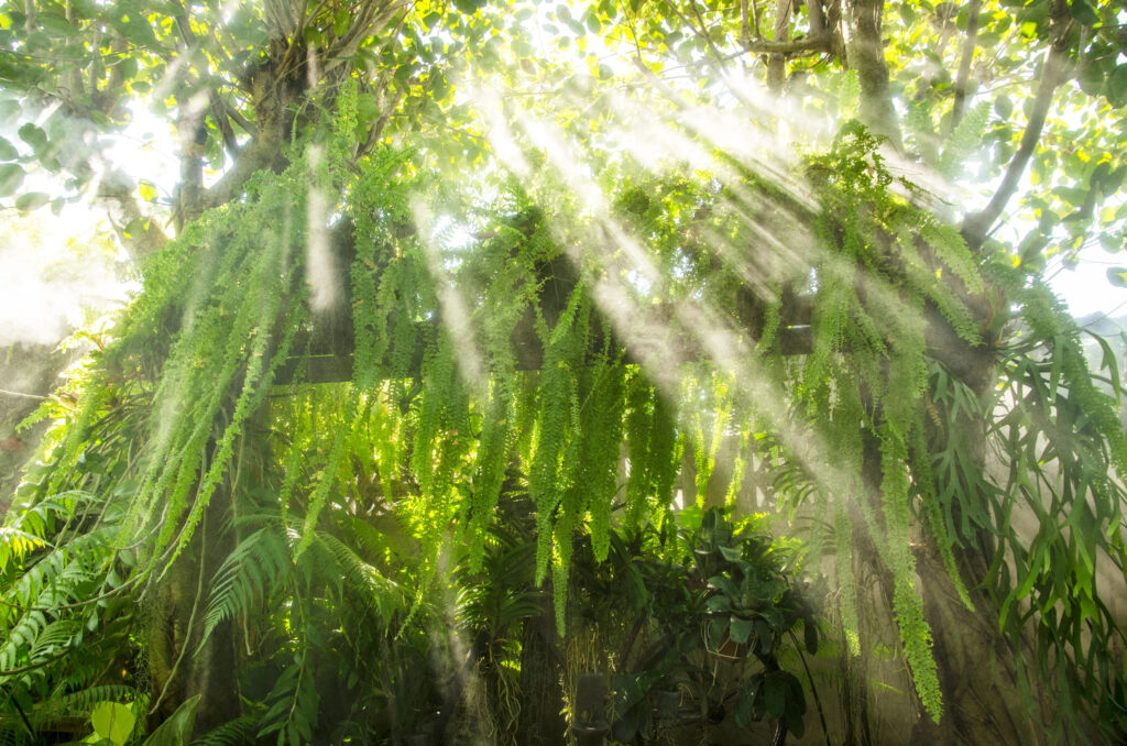 Sunshine through the fern tree