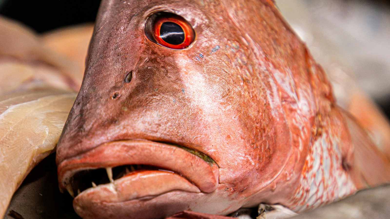 10 Everyday Foods That Went From Trash to Gourmet Delights