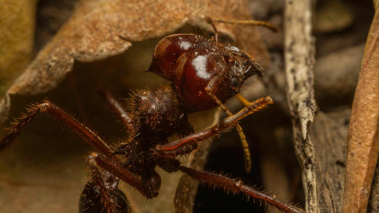 10 Fascinating Animals with Dominant Females: When the Ladies Take Charge
