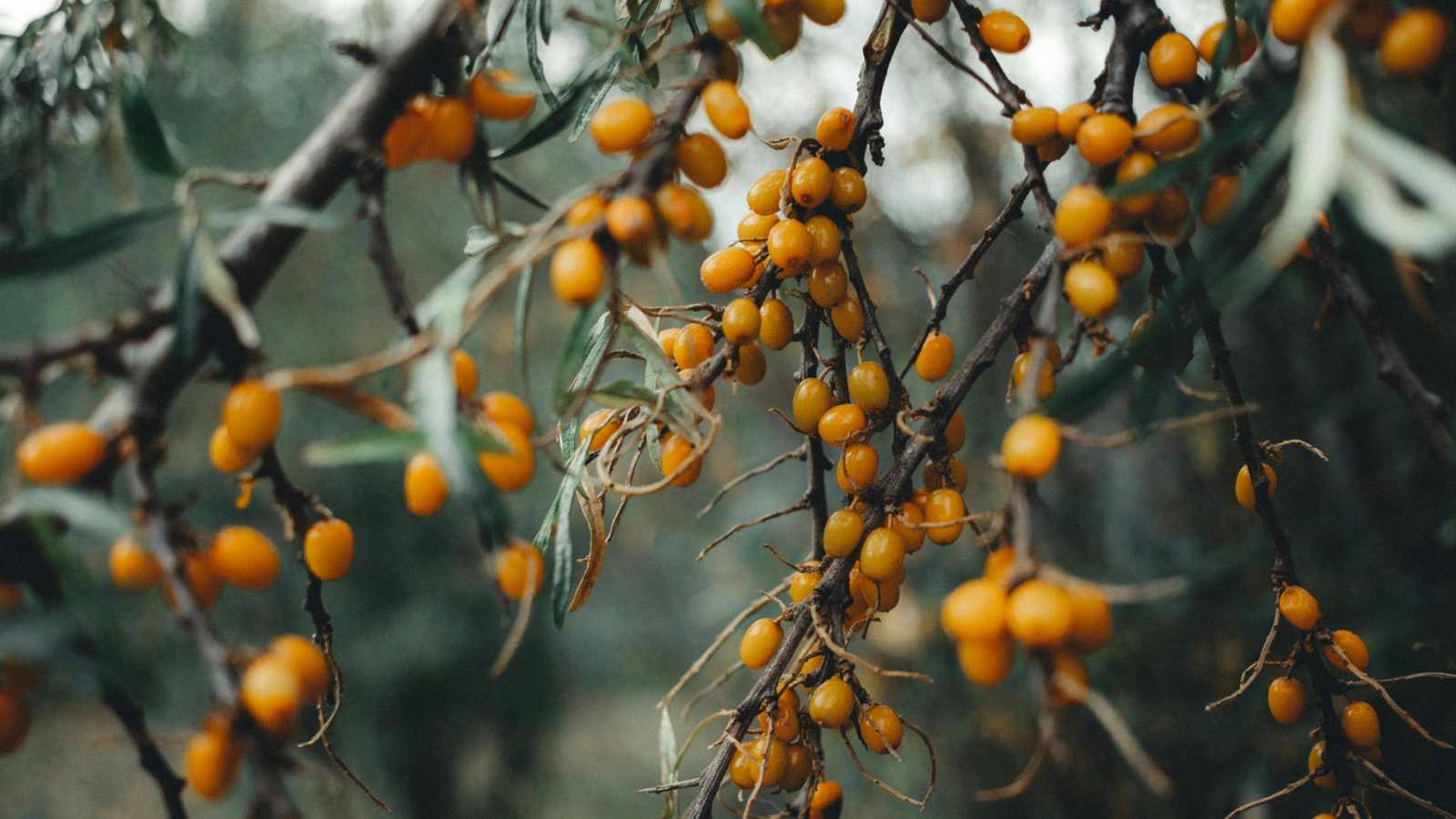 10 Lost Fruits and Vegetables that You Should Add Back to Your Diet.