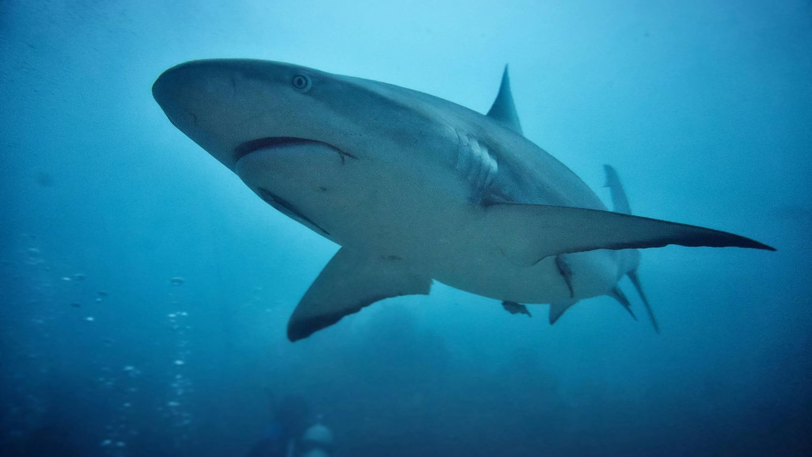 10 Astonishing Animals That Can Detect Human Diseases: Nature’s Hidden Detectives