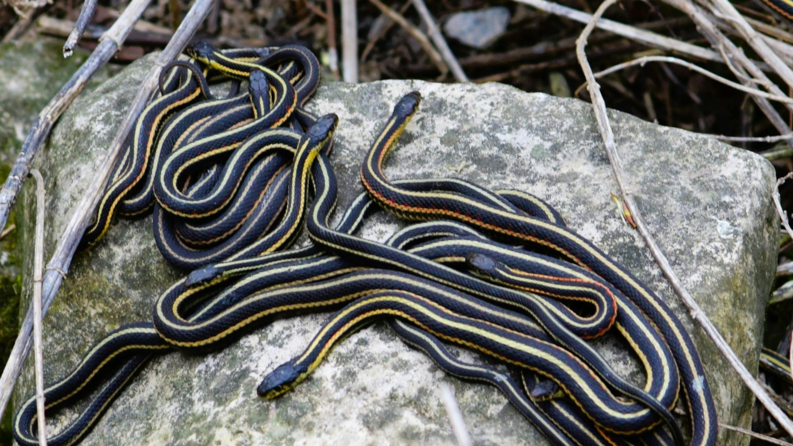 8 Bizarre Snake Facts That Will Make You Rethink Your Fear