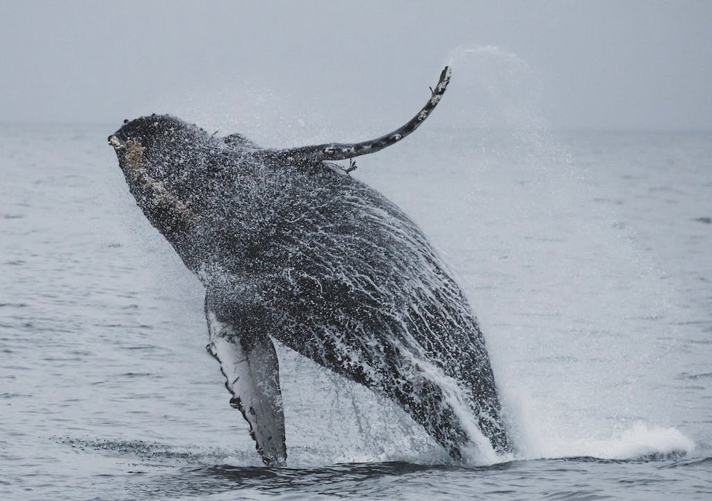 8 Animals That Killed Some of History’s Most Famous Figures 3 A breathtaking display of a humpback whale breaching off the coast of Monterey Bay.