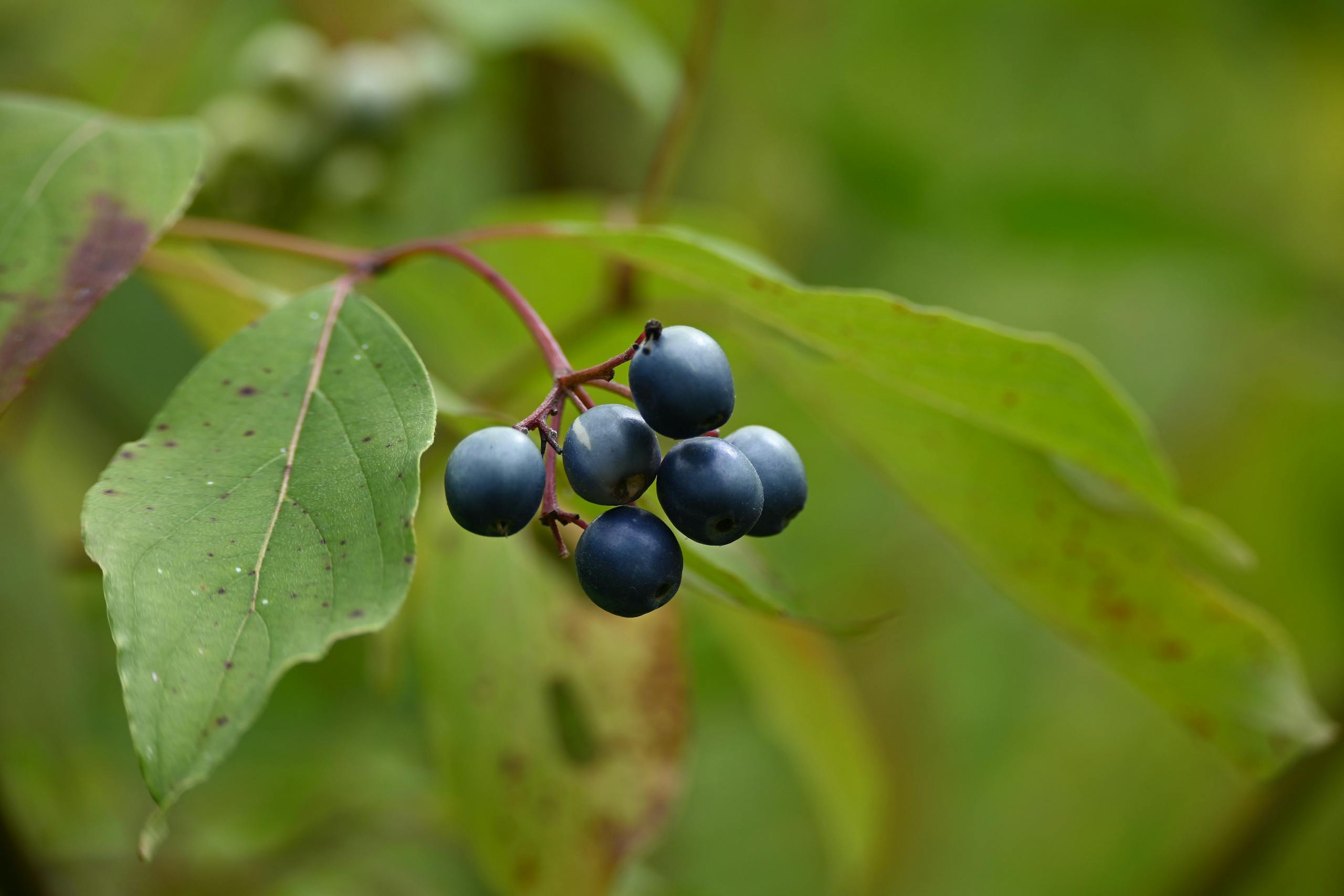 A close-up shot of ripe blueberries among green leaves on a branch against a blurry background.