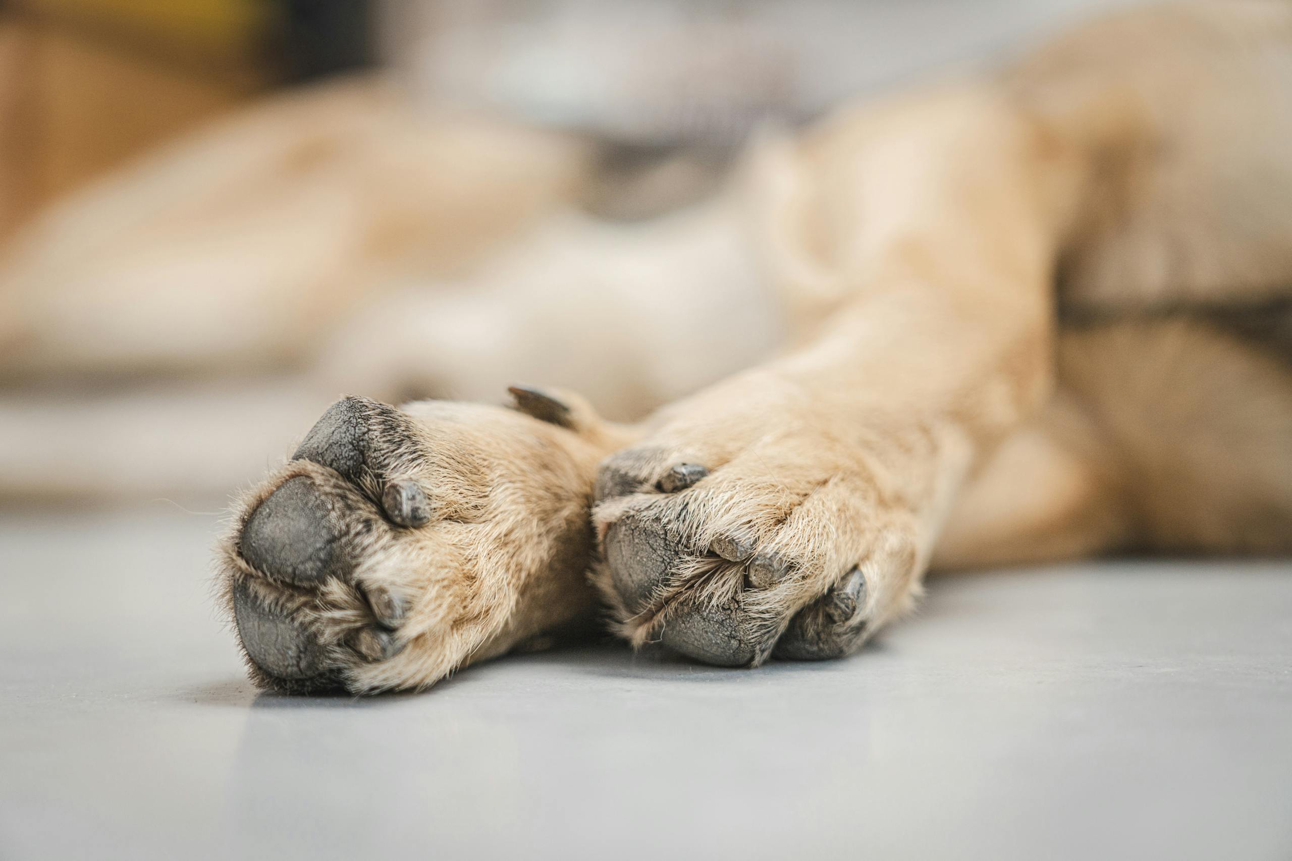 A close-up view of a German Shepherd's paws resting on a smooth white floor, capturing texture and detail.