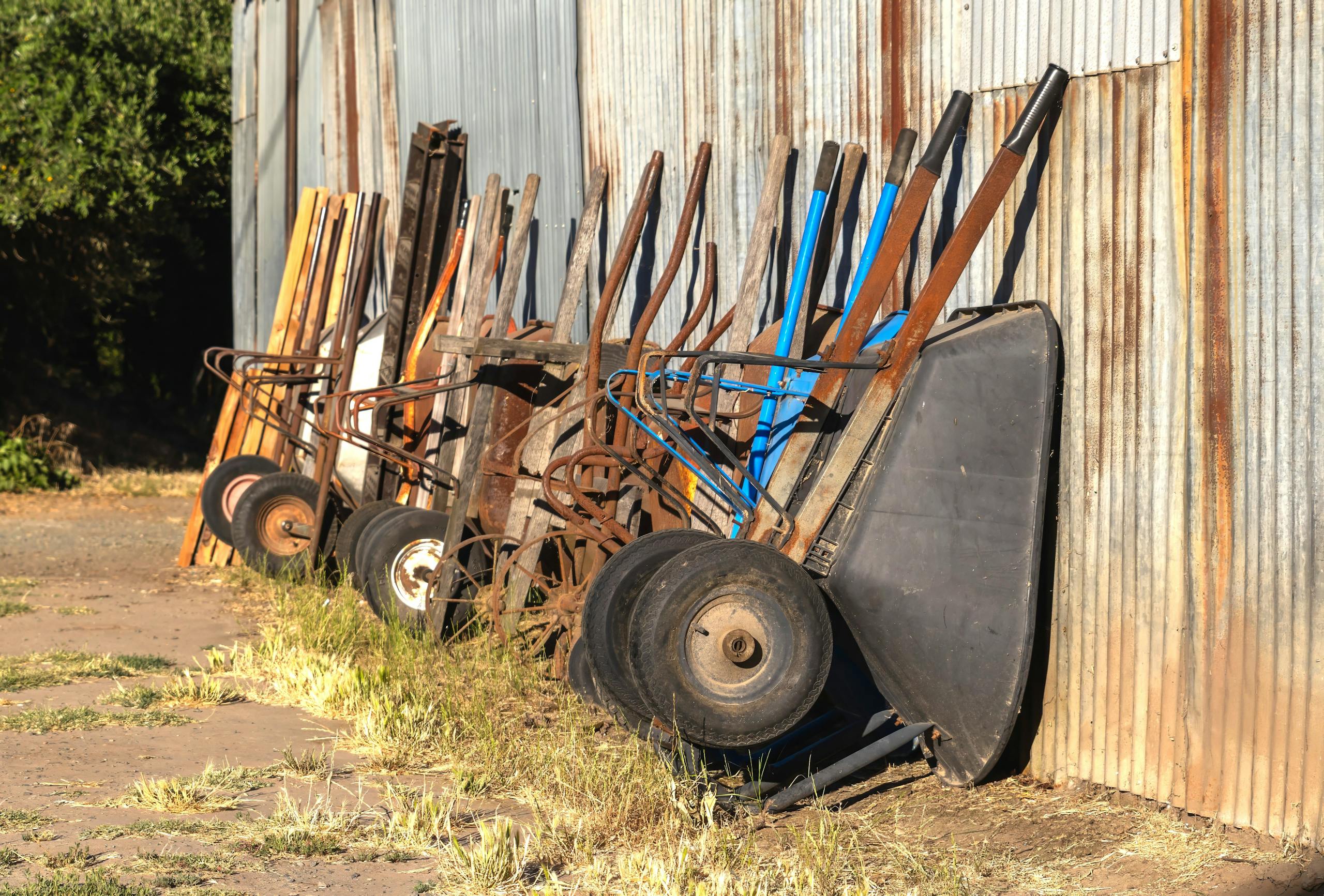 A collection of old wheelbarrows lined up against a rustic corrugated metal wall in a rural setting.