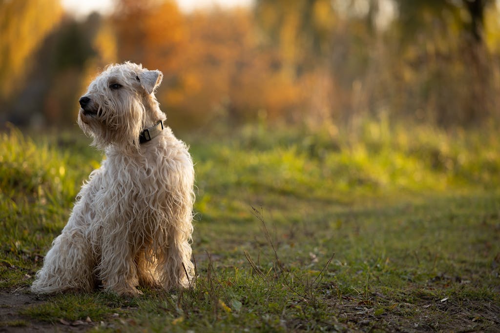 A cute terrier dog sitting on grass with a backdrop of colorful autumn foliage in a serene outdoor setting.